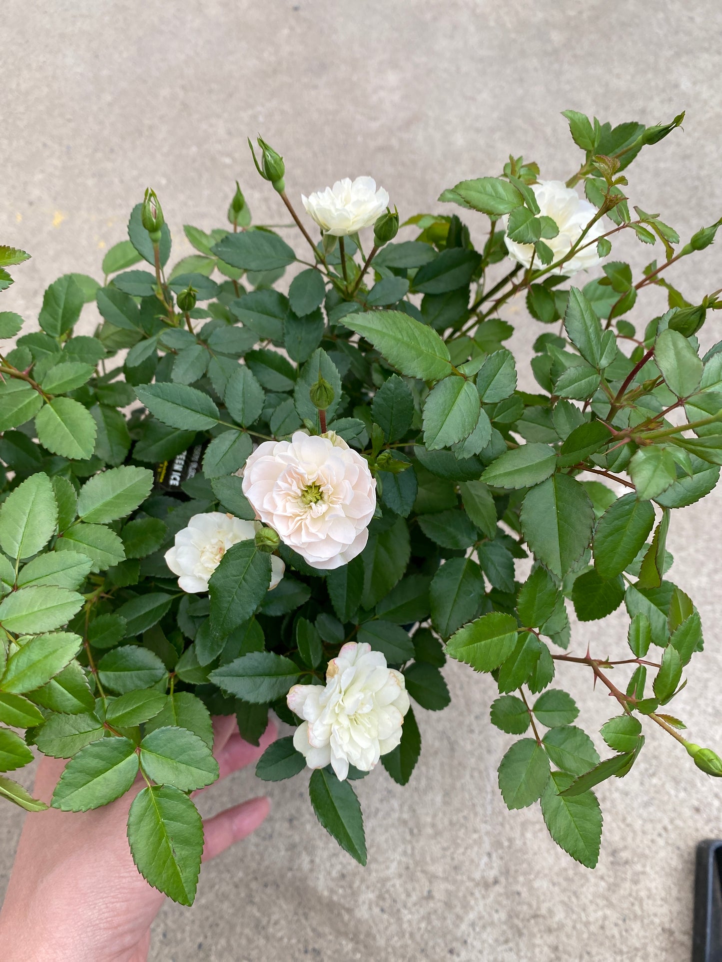 No.28022　ミニバラ　グリーンアイス　5号鉢