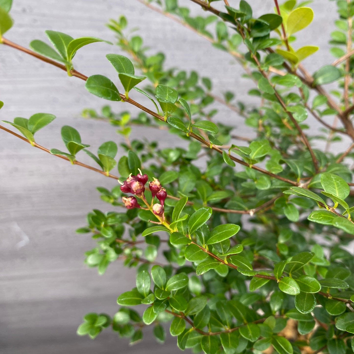 シジギウム　ブクシフォリア　６号スリット鉢/オリジナル色