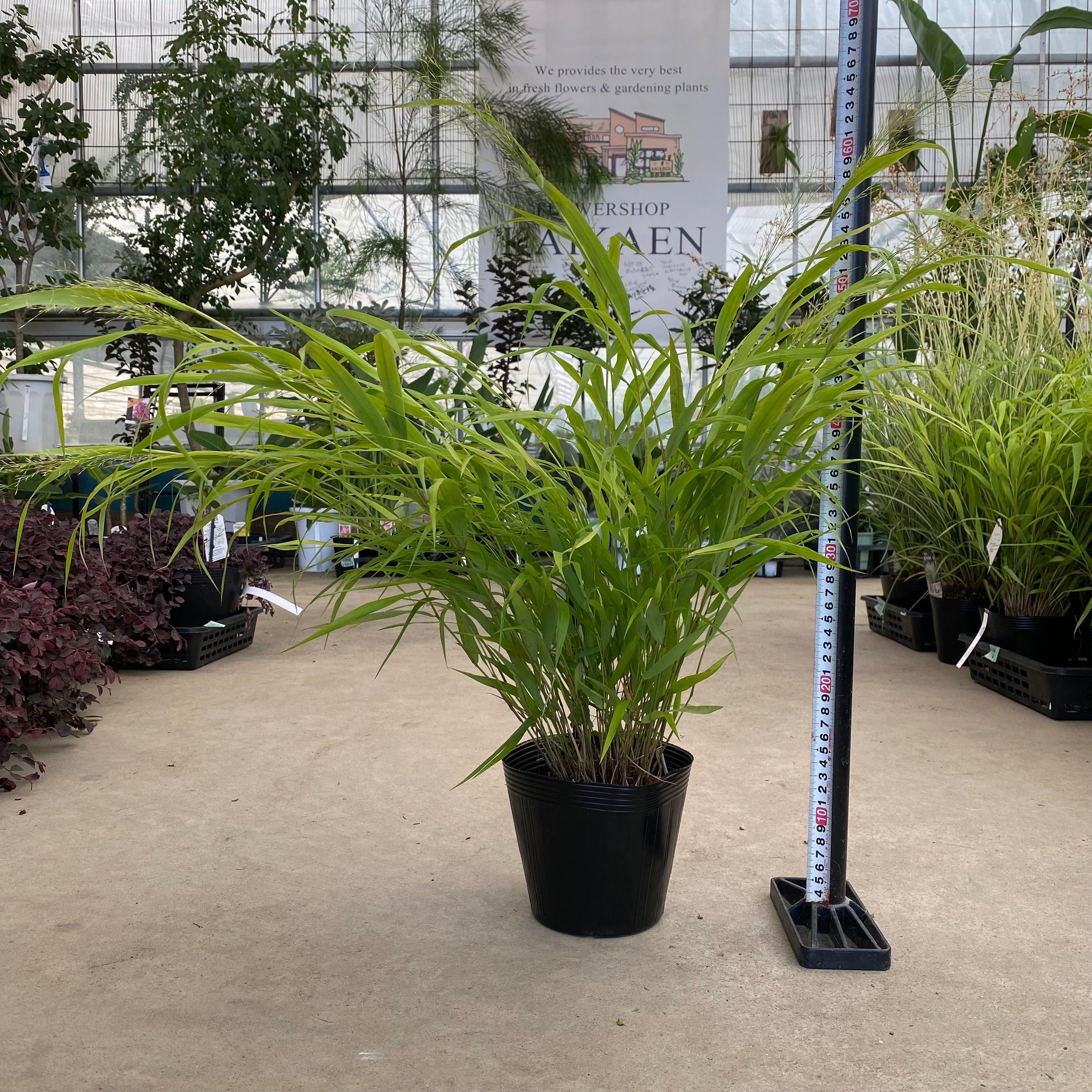 特大　希少　クロコダイルファーン　白鉢セラアート鉢　観葉植物　現物 パキラ 8号 セラアート鉢 観葉植物 本物