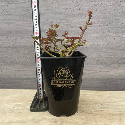 ローズなかしま★フレグランスローズ　クロエ　5号鉢