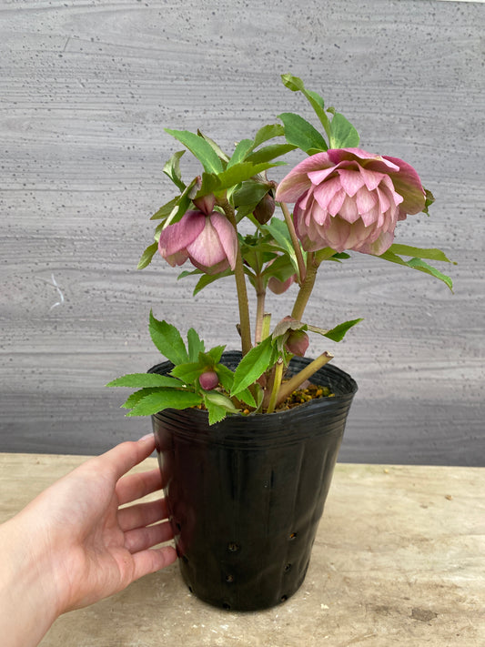 No.05110　横山園芸★クリスマスローズ　プリマドレス　5号苗ポット