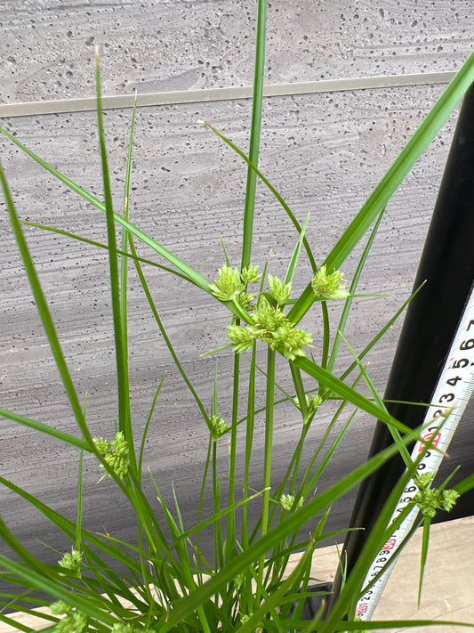 シペラス　壁掛け仕立て　