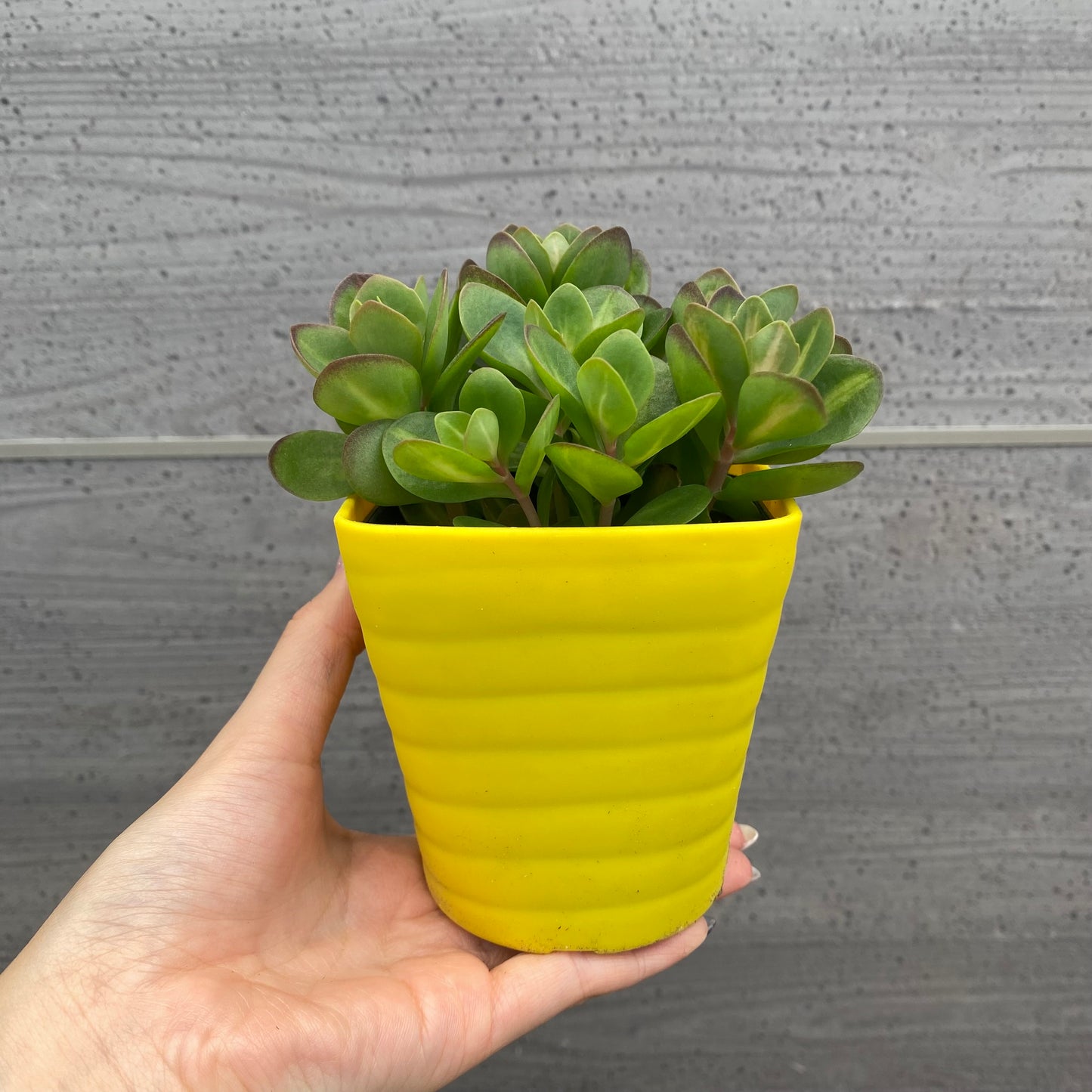 No.08003　多肉植物　5点セット