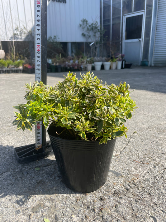 No.06006　岡本緑花　アベリア　ラディアンス　5号苗ポット