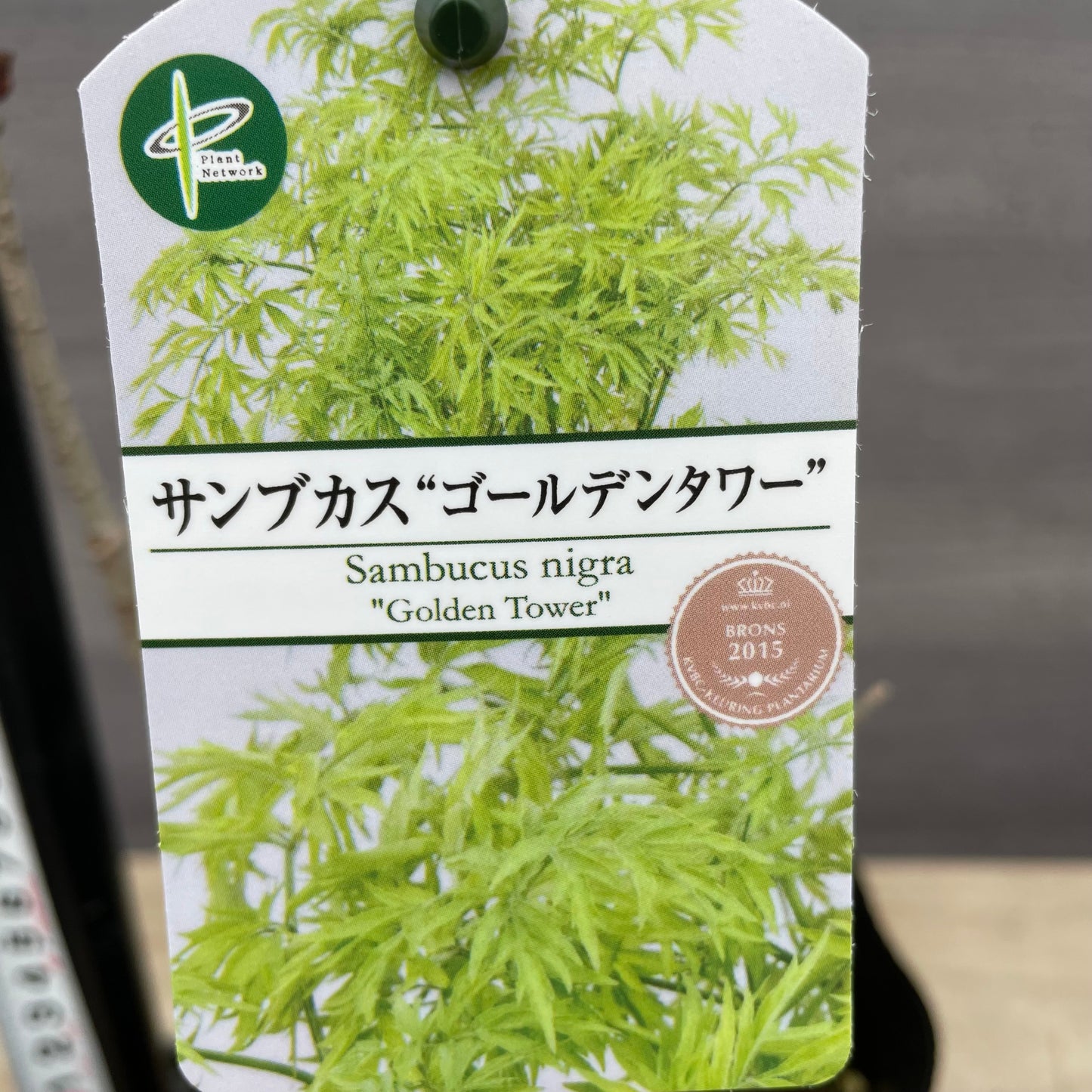 No.13001　サンブカス　ゴールデンタワー　5号苗ポット