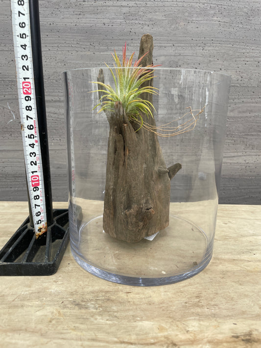No.26007　ガラスベース/流木/ベラボンセット★アクアグループレゼント