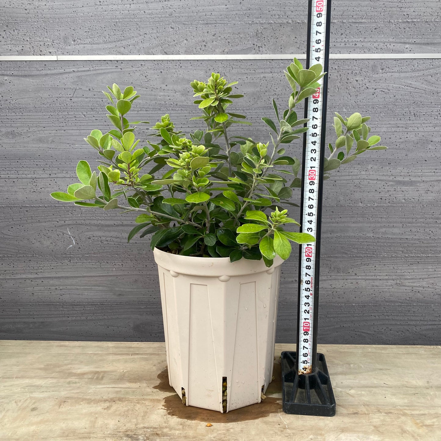 ピットスポルム　クラッシフォリウム　６号スリット鉢/オリジナル色