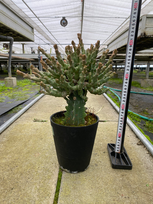 岐阜農場散策販売会 No.29031　ユーフォルビア　クリビコラ　5号