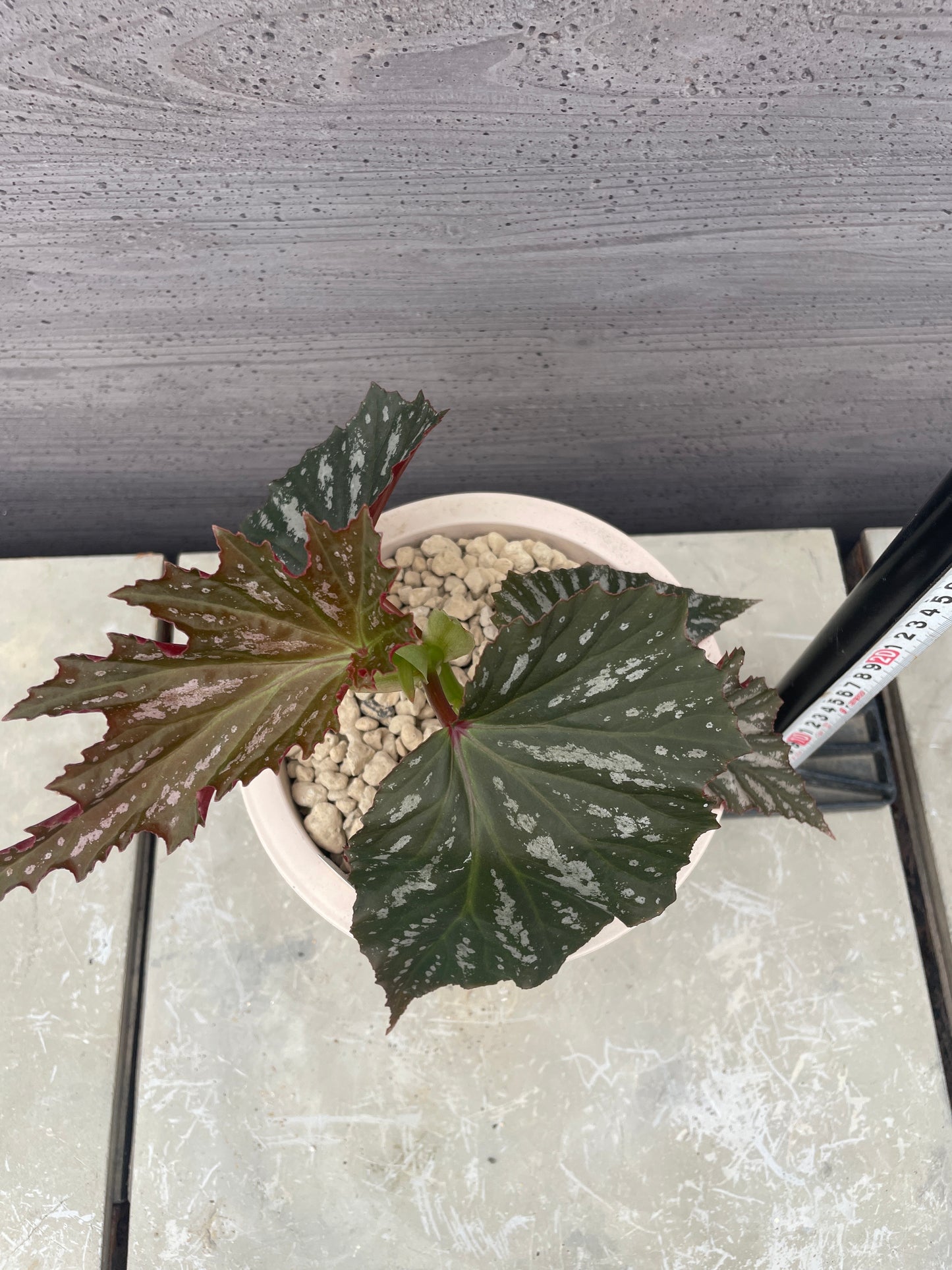花郷園★木立性ベゴニア　Lana　6号ポット植替え済み