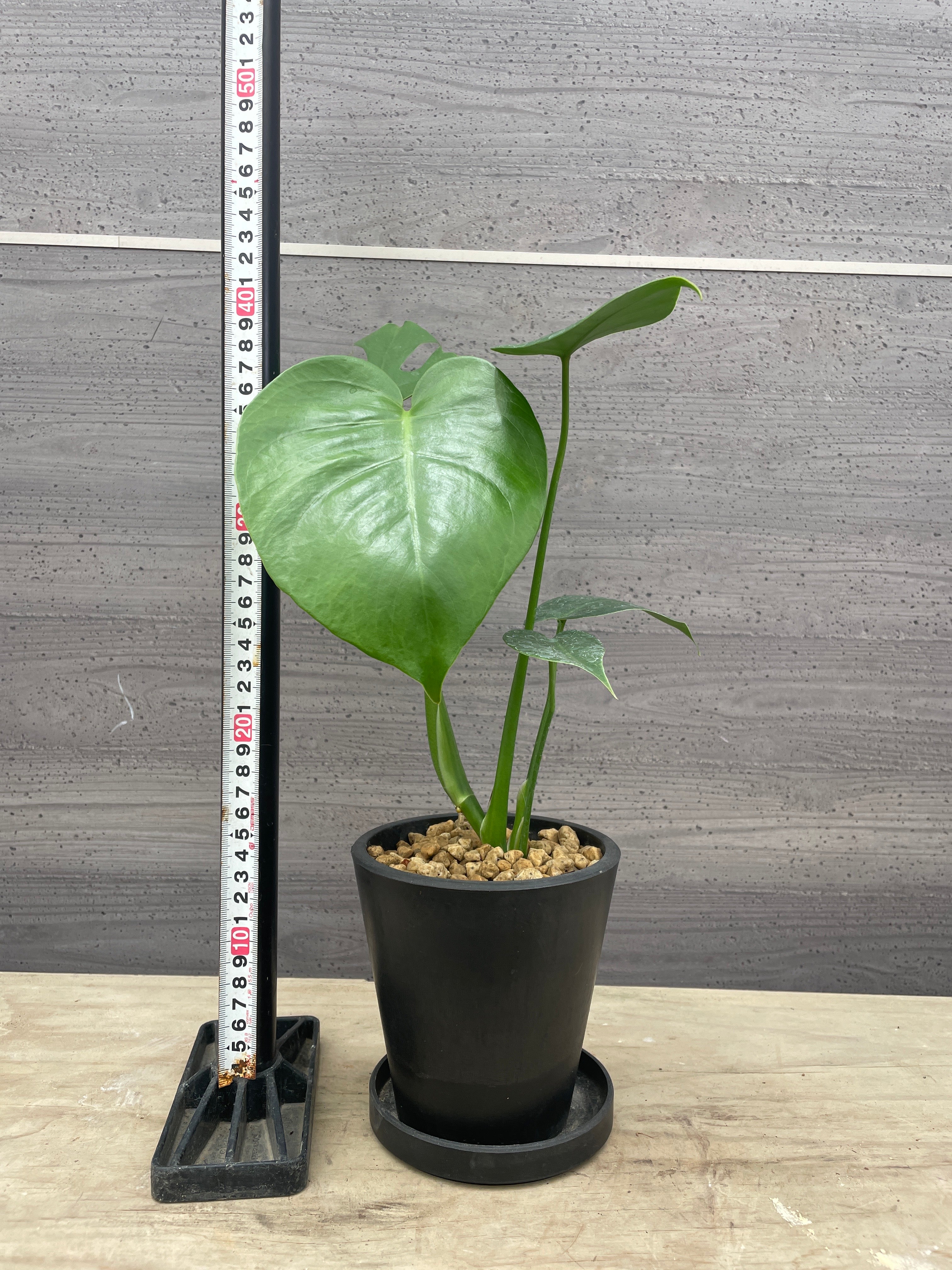 No.08011 モンステラ コンパクタ 硬質ポット 受皿付き – 植物家族