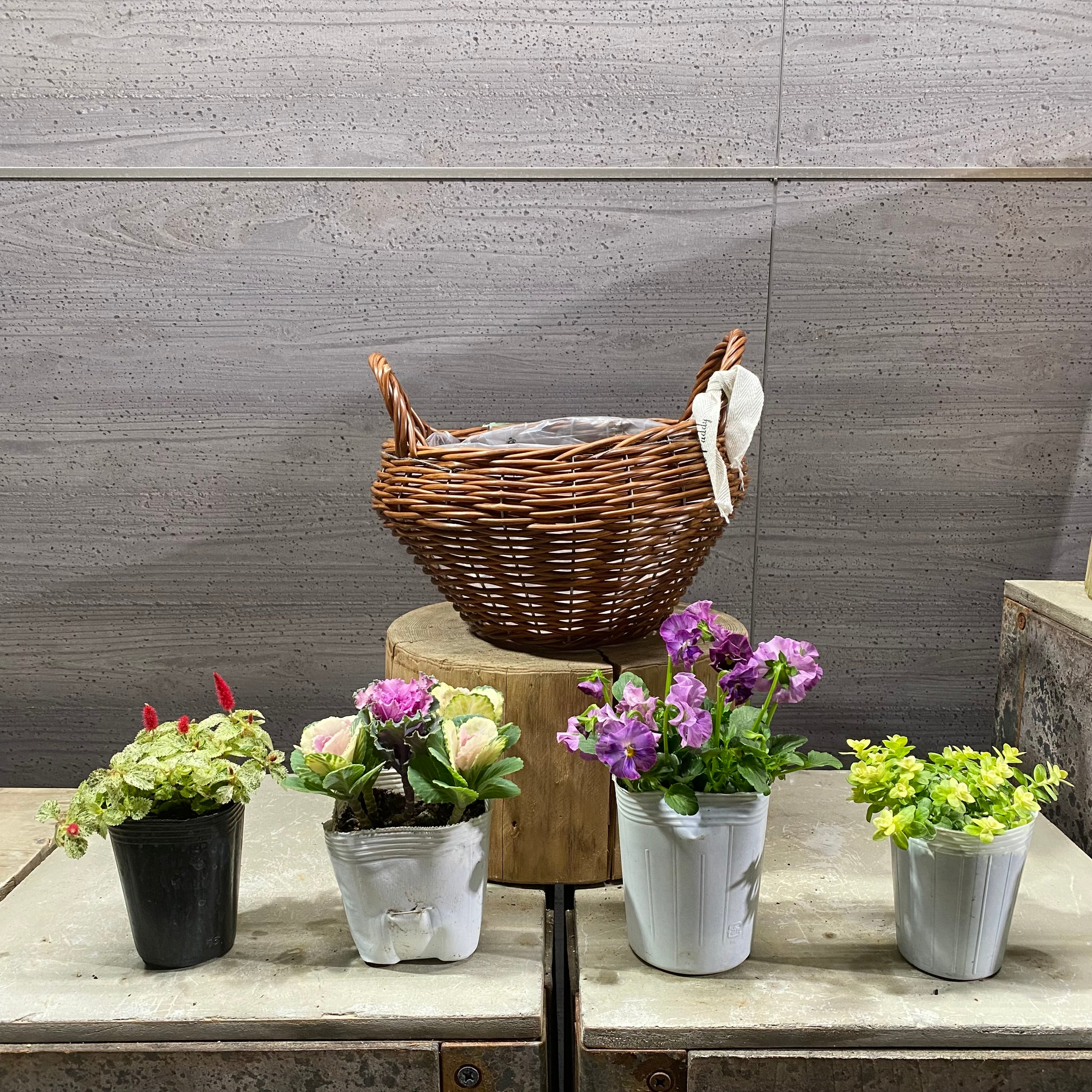 寄せ植え – 植物家族