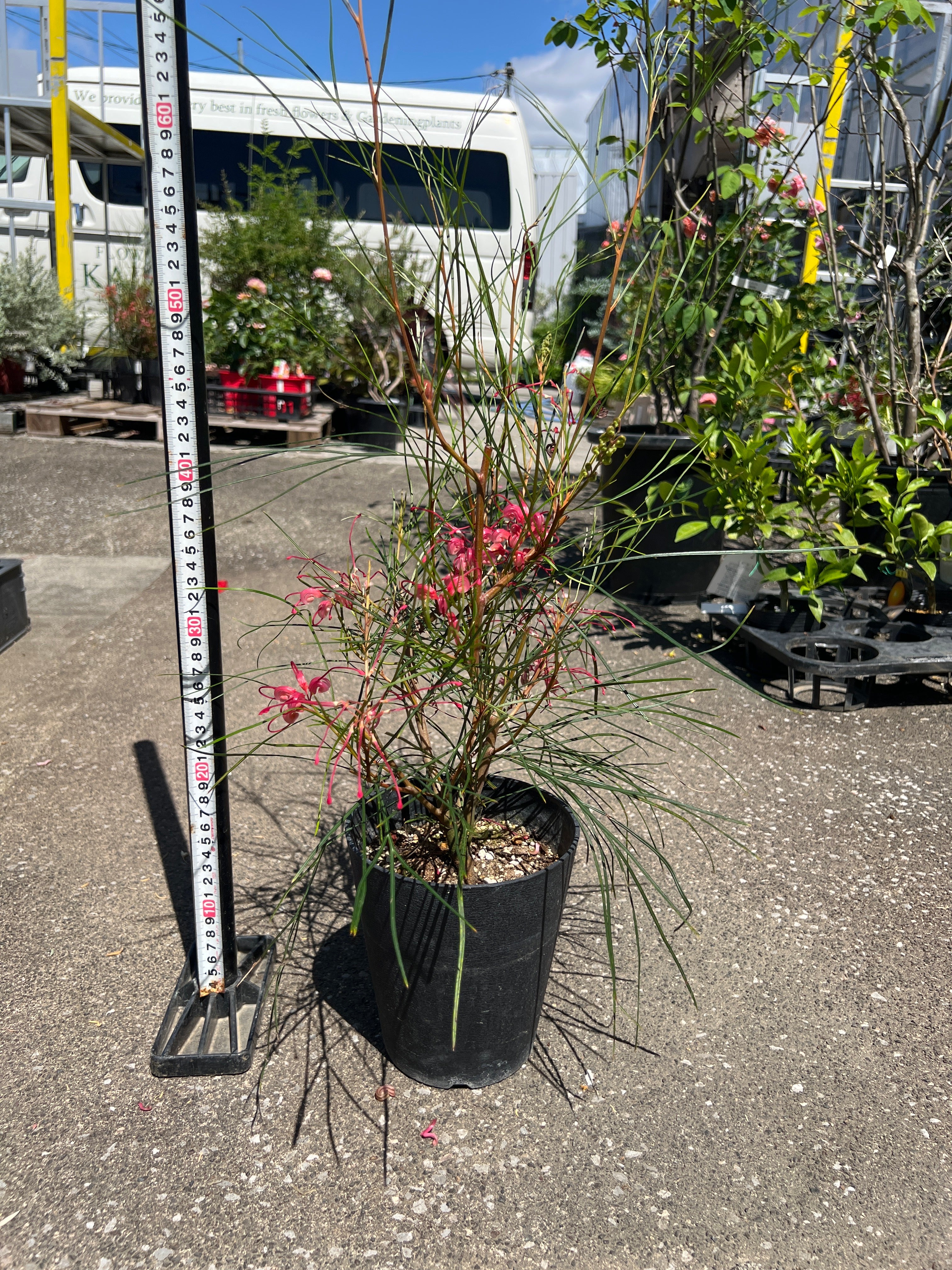 オージープランツ – 植物家族