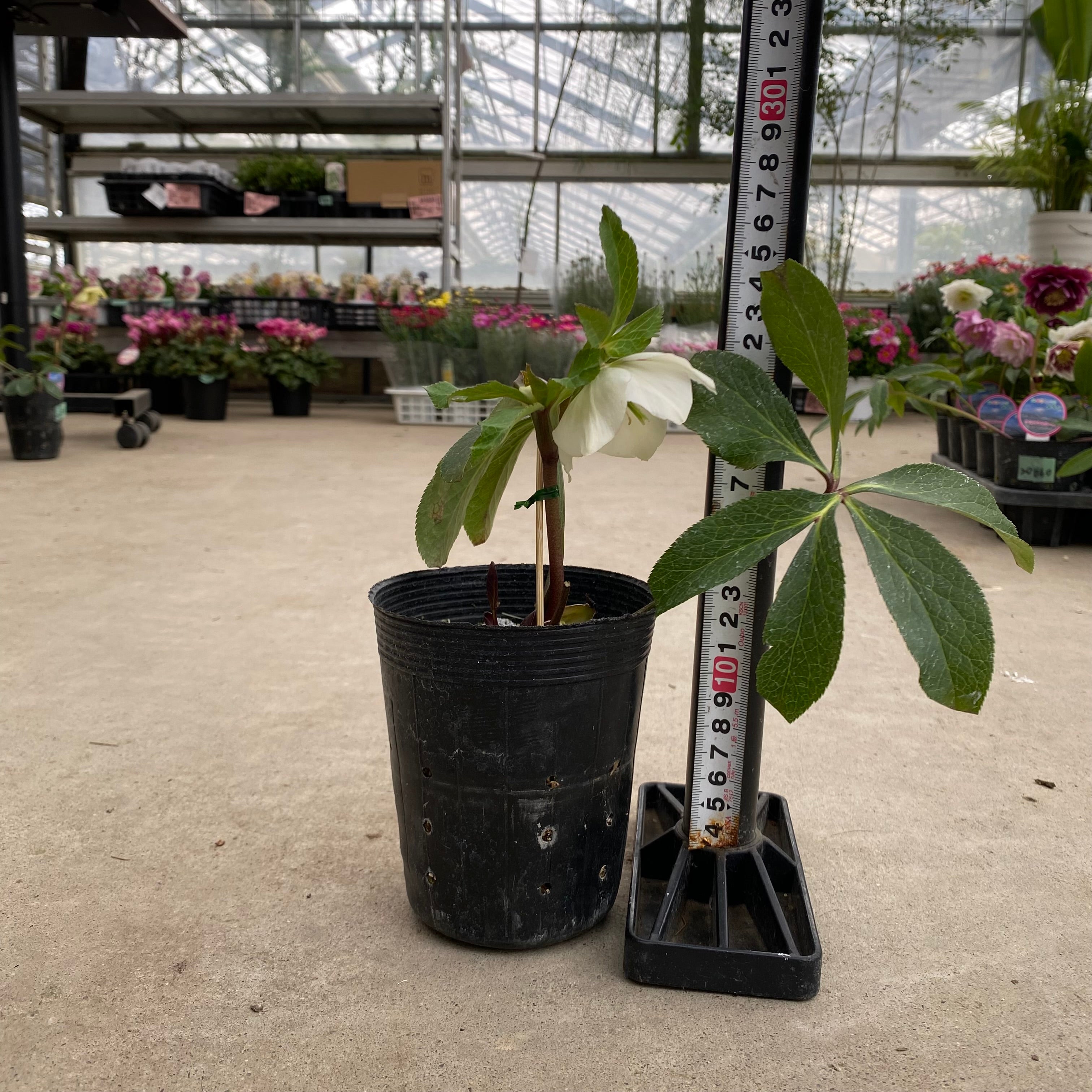 坊ノ前様にご提案苗㉖-105クリスマスローズ Amazon.co.jp: クリスマスローズ 