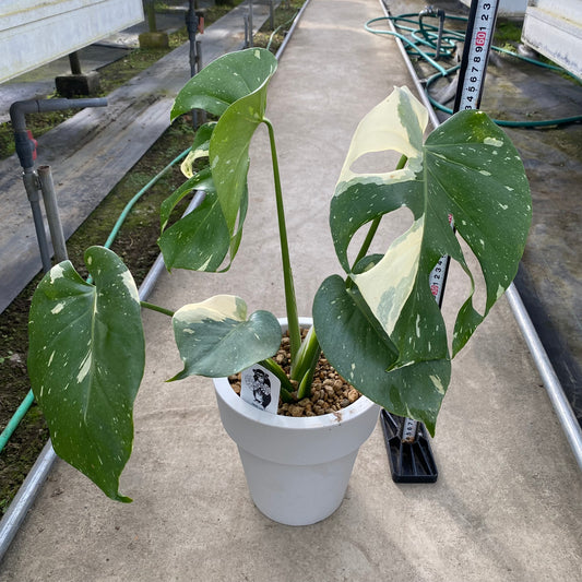 No.18003　モンステラ　タイコンステレーション　7号おすすめ白ポット