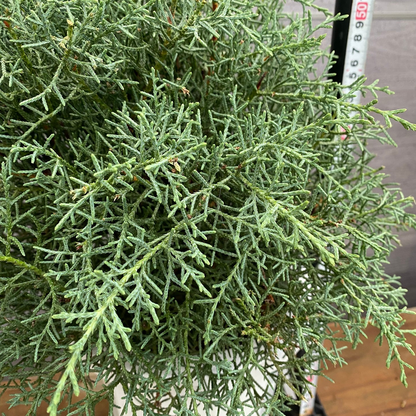 市場仕入れ即売会　No.25091　ブルーアイス　8号鉢