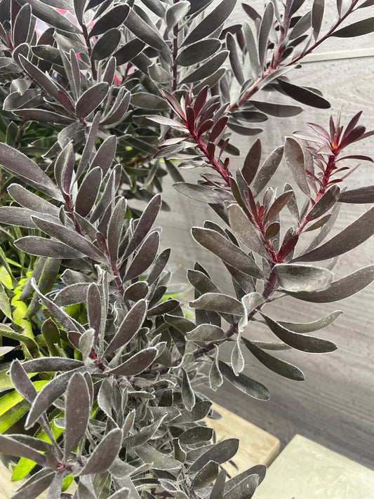 No.10011　リューカデンドロン　デュリフ　7号鉢