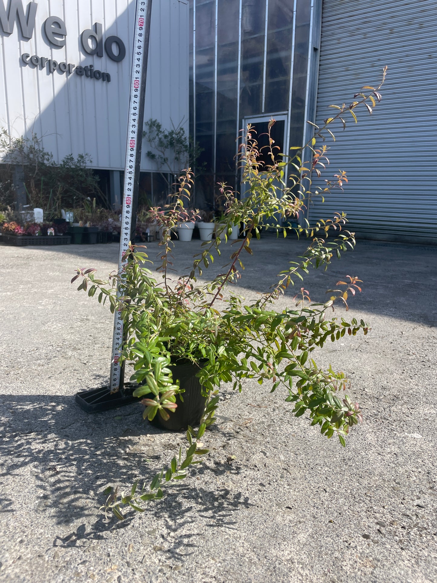 No.06009　岡本緑花　ブルーベリー　ローザスプラッシュ　5号苗ポット