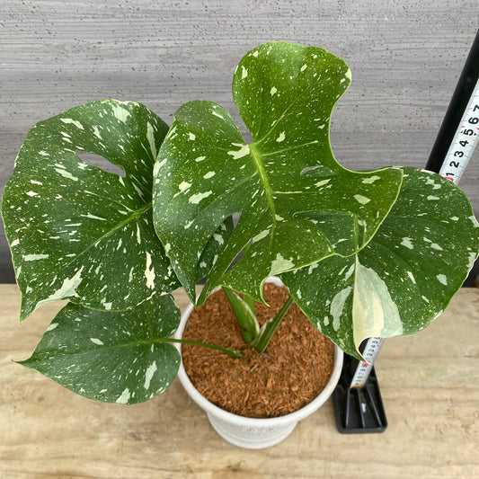 No.23009　モンステラ　タイコンステレーション　斑入り　白プラ鉢