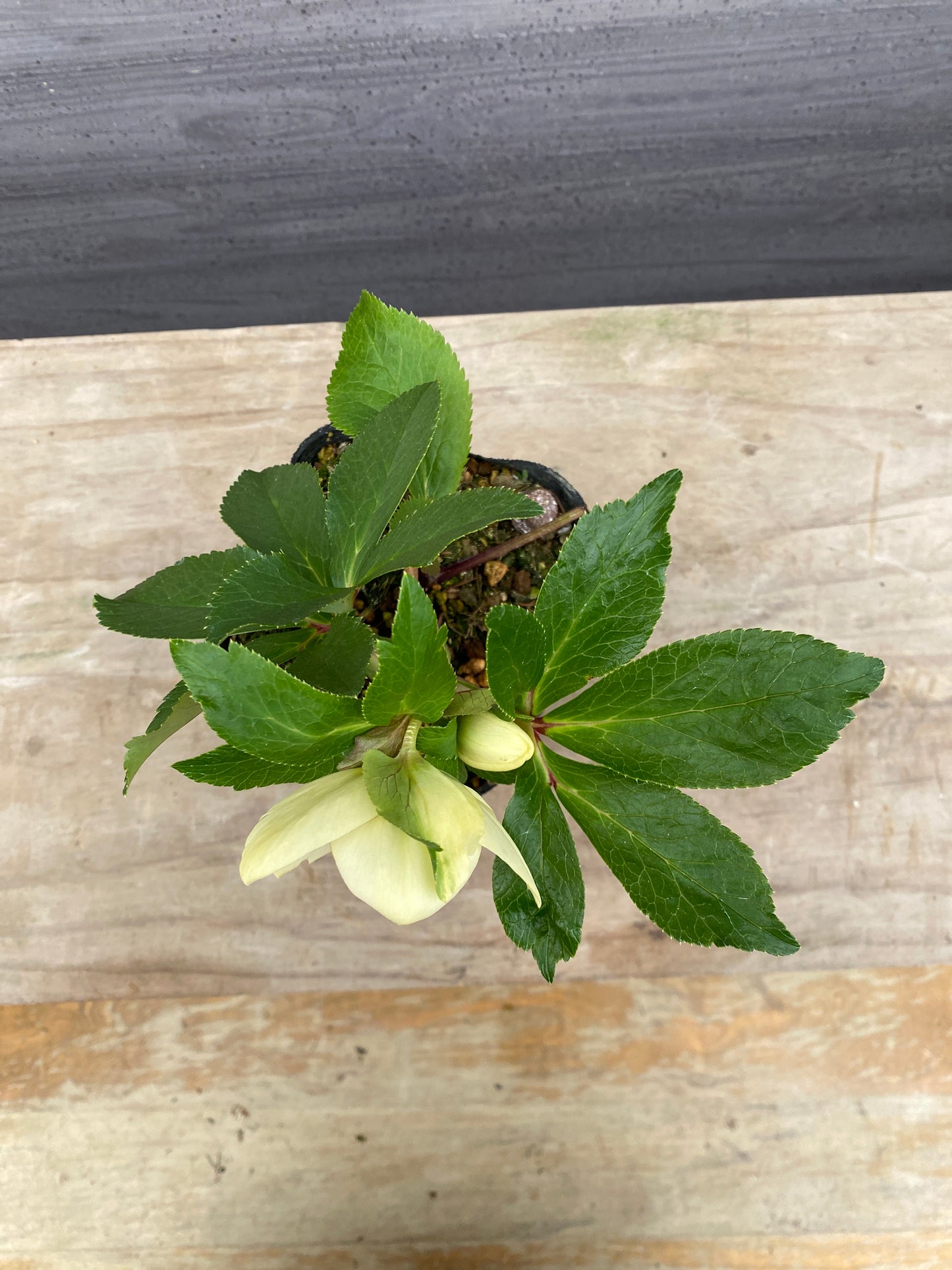 No.05082　横山園芸★クリスマスローズ　シングル咲き　5号苗ポット