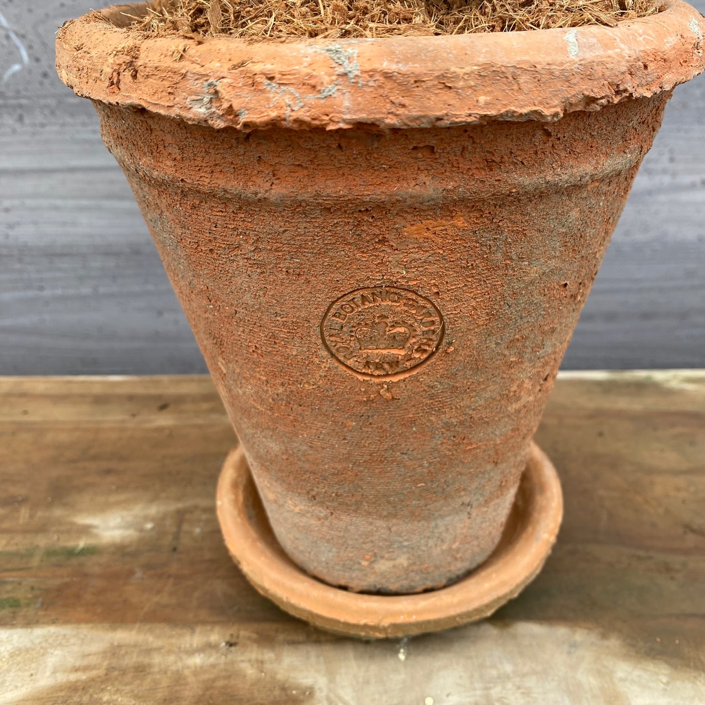 スキミア　ピンクドワーフ　キューガーデンポットレッド