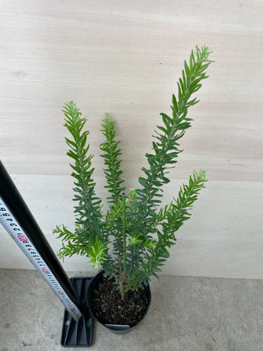 M73　グレビレア　ファイヤーワークス　4号鉢