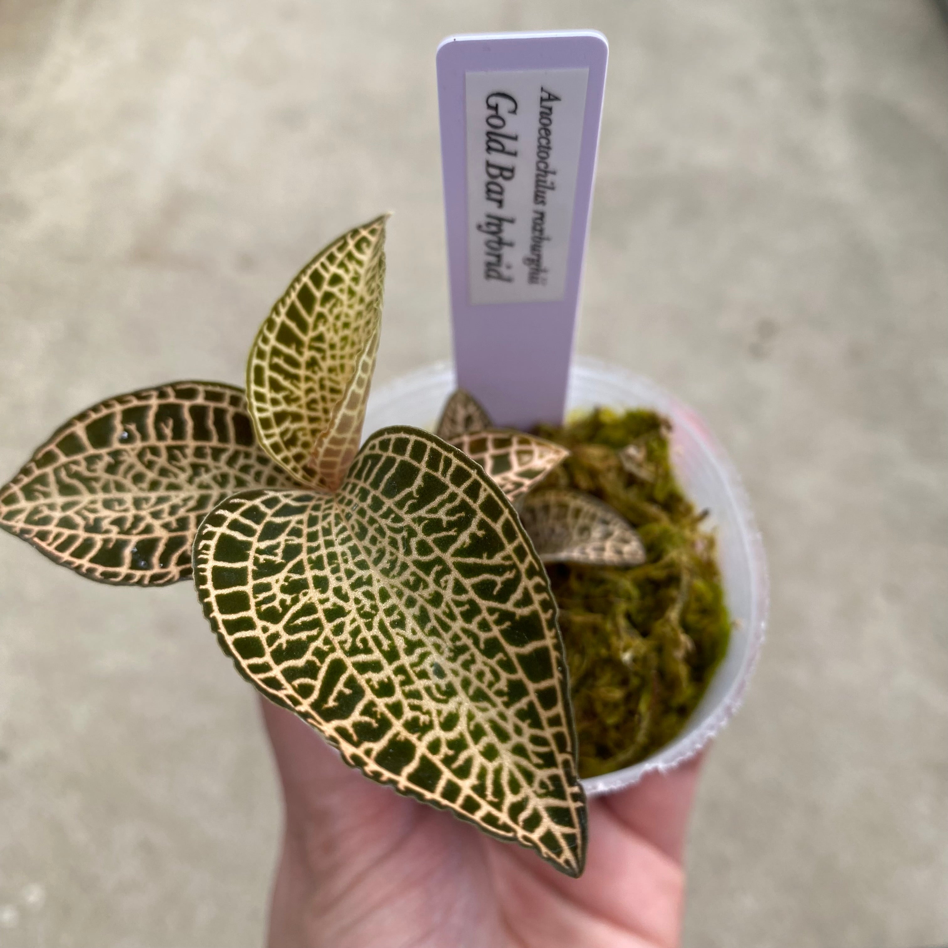 希少　アカンサセアエfrom Ecuador（maybe）／ジュエルオーキッド/ 希少 アカンサセアエfrom Ecuador（maybe）/ジュエルオーキッド