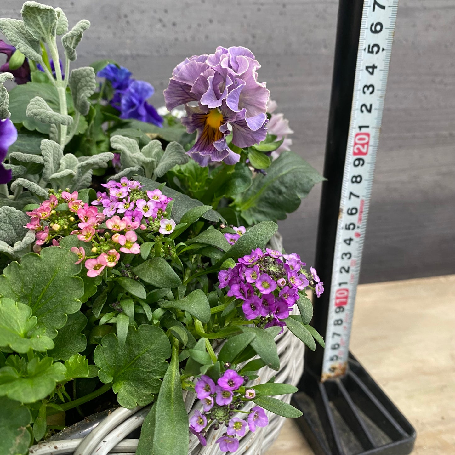 寄せ植えO　ゆりかごバスケットグレー