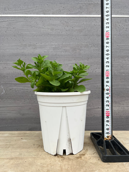 社長植栽★ペチュニア メロンクリーム 5号白ポット