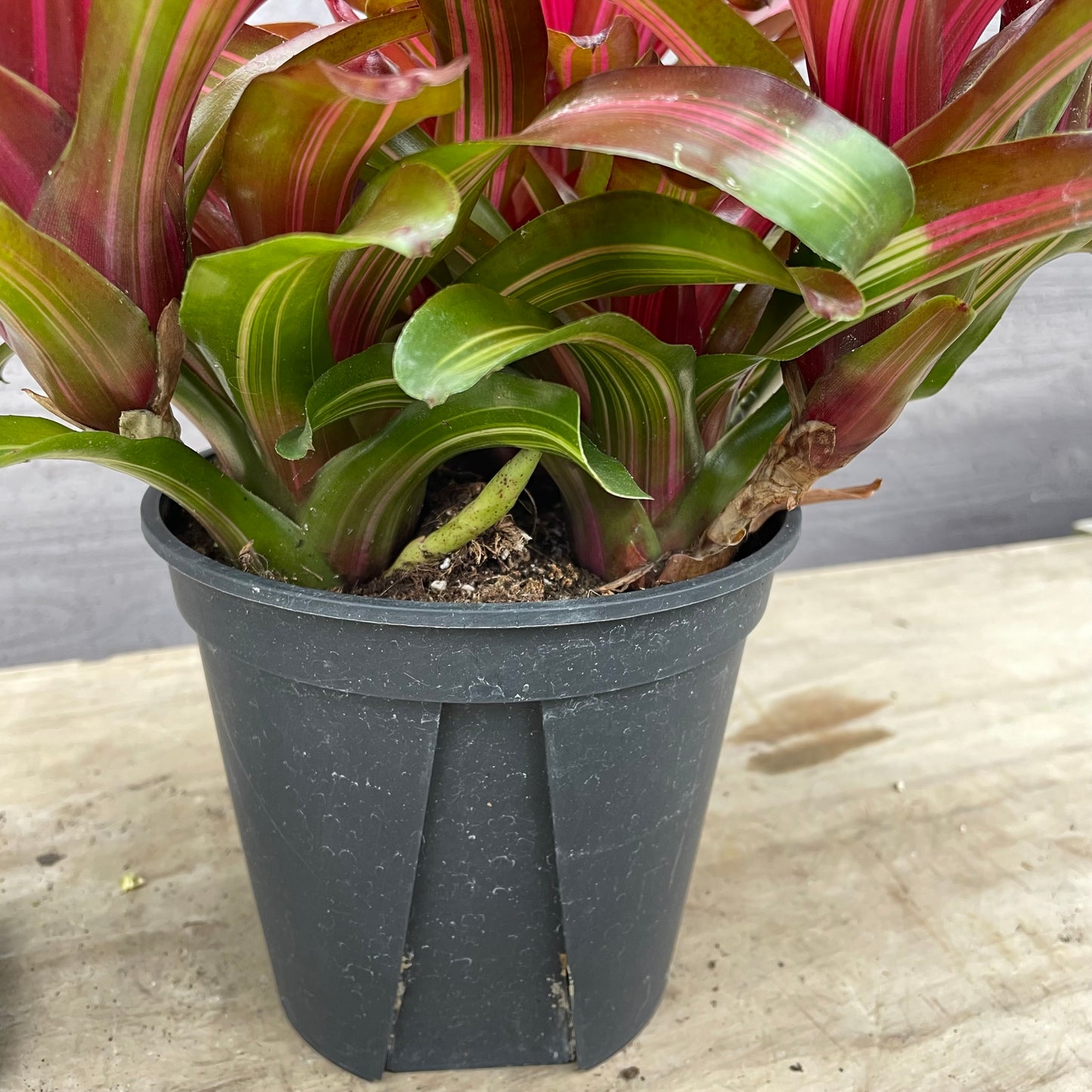 No.27002　ネオレゲリア　サンセットボール　5号鉢