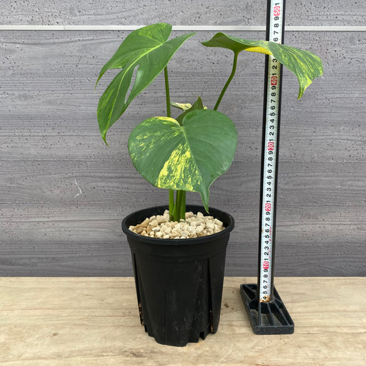 モンステラ イエローマリリン No.1 黒ポット
