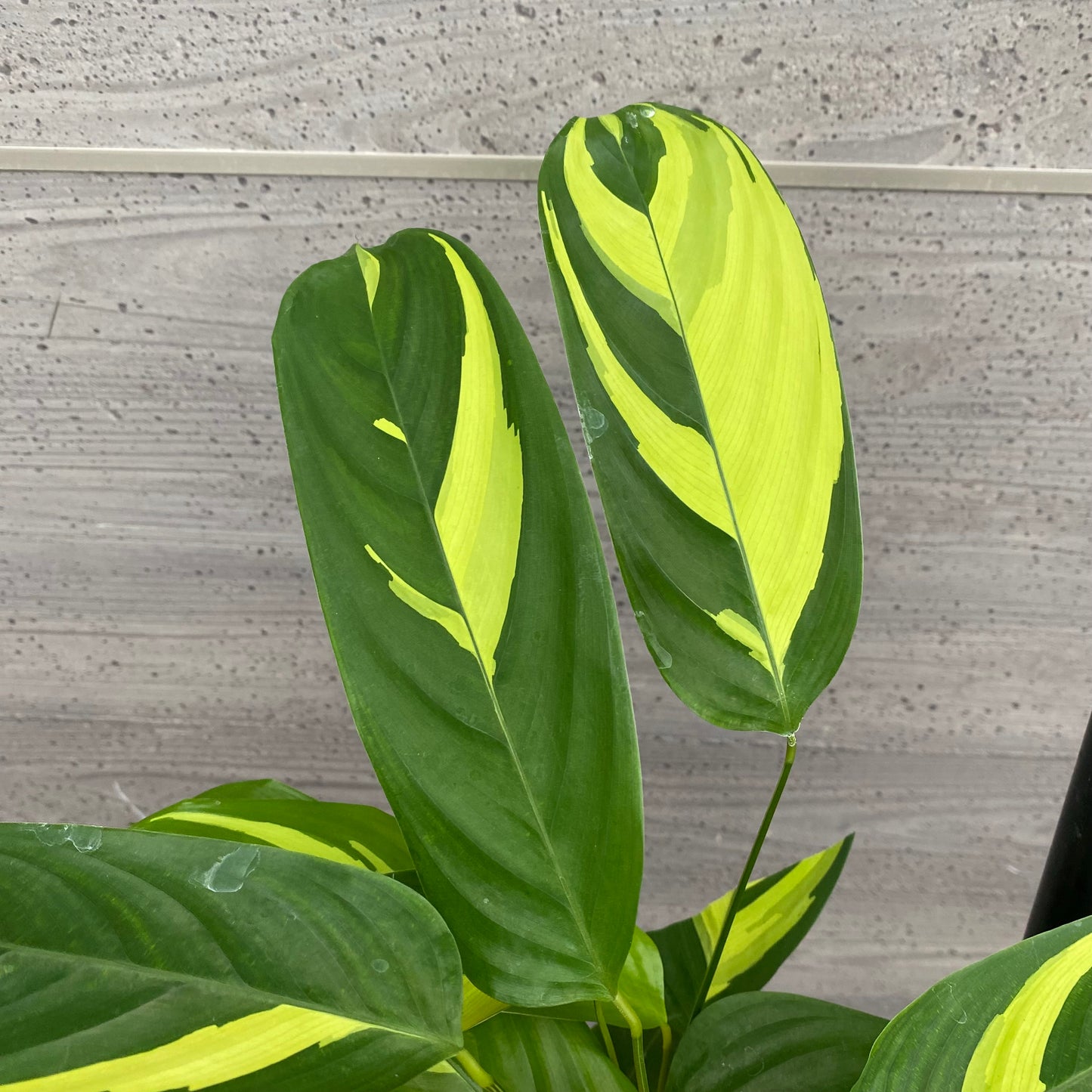 市場仕入れ即売会　No.25040　カラテア　ルベルシアーナ　5号鉢