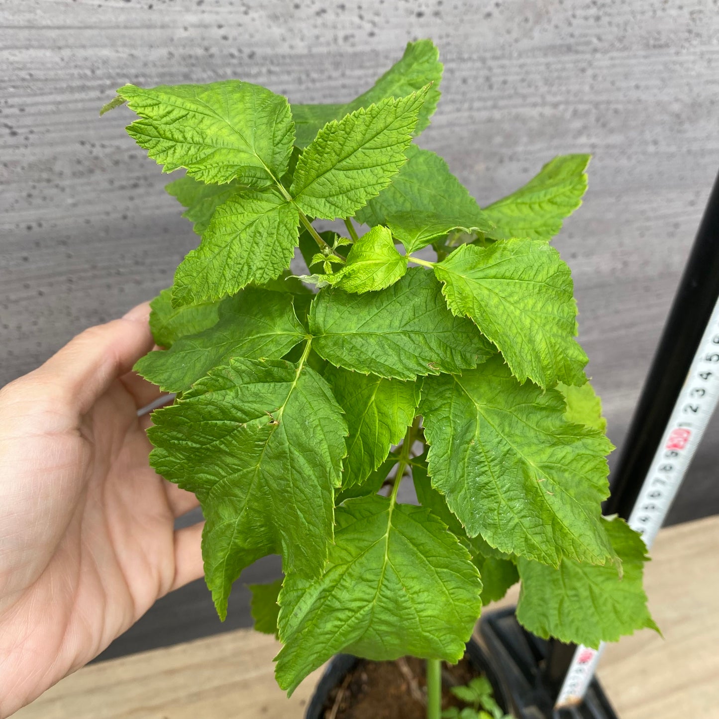 ラズベリー　ルビービューティー　4号苗ポット　★1本で結実します