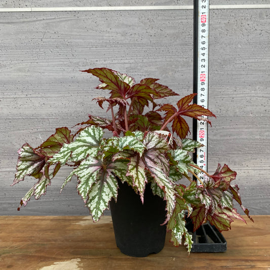 市場仕入れ即売会 No.25008 レックスベゴニア ベニトチバ 4号鉢