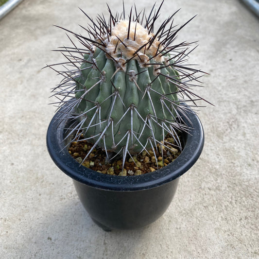 06069　サボテン　逆鱗丸