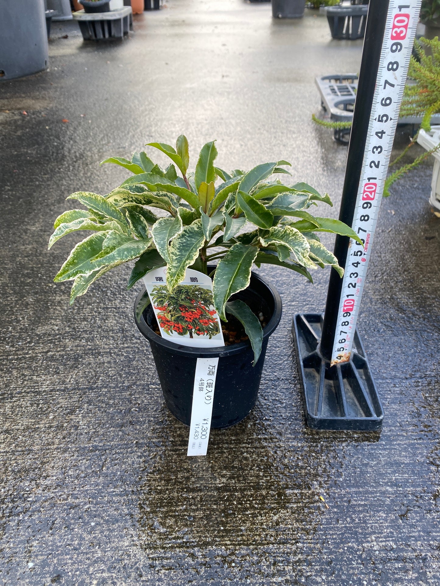 農場創業祭 No.26040　斑入り万両　曙大鵬　4号鉢