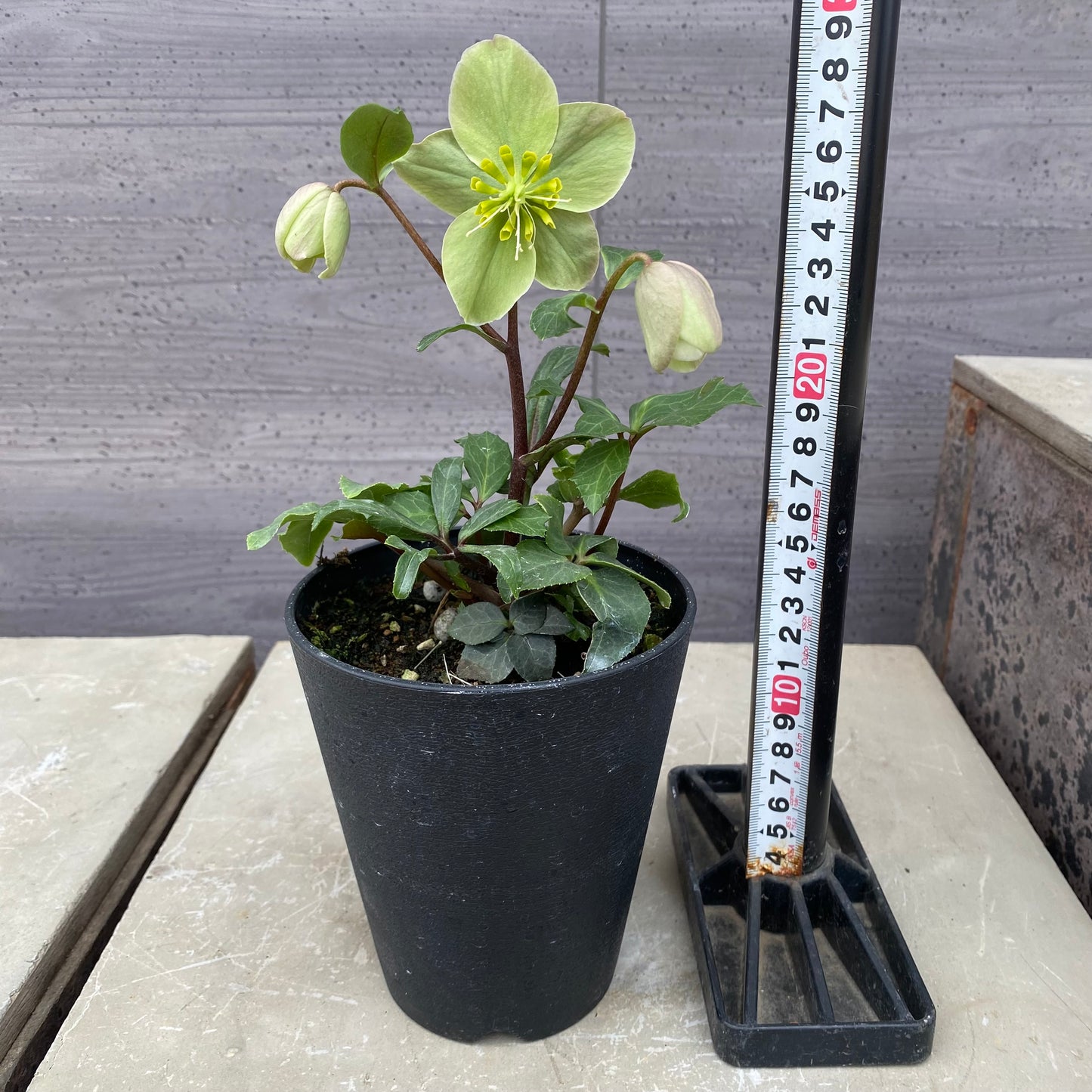 06020　クリスマスローズ　3.5号鉢