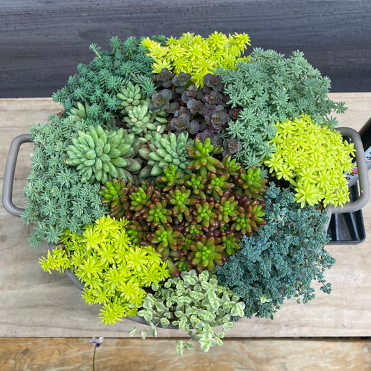 寄せ植えK　手つきポットグレー