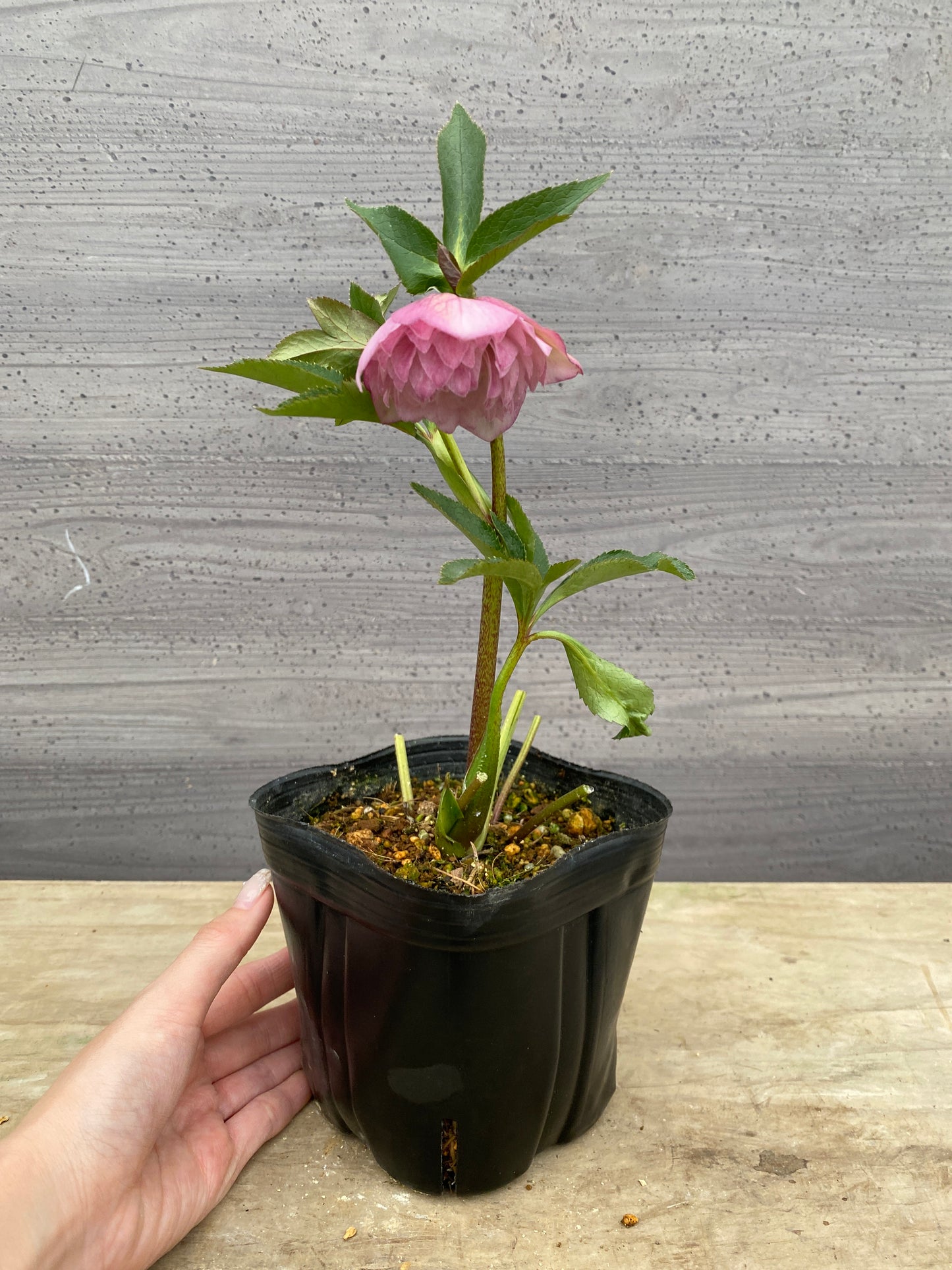 No.05092　横山園芸★クリスマスローズ　プリマドレス　5号苗ポット