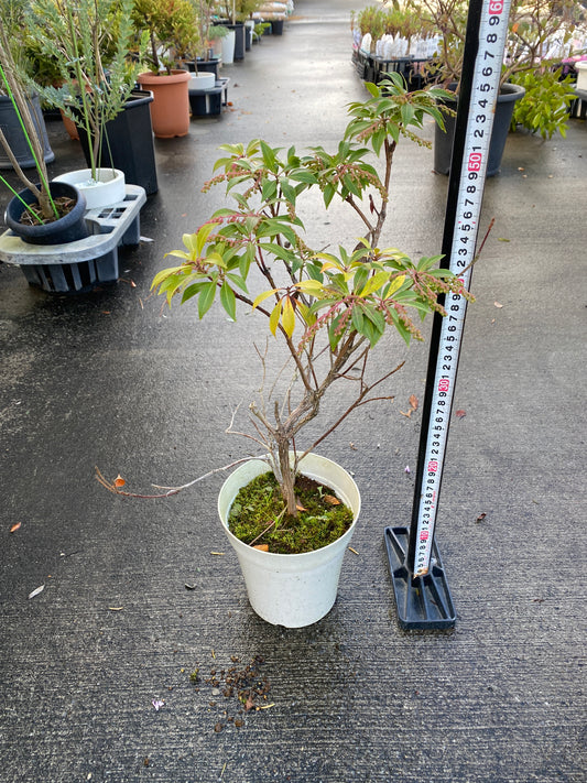 農場創業祭 No.26073 アセビ 5号鉢