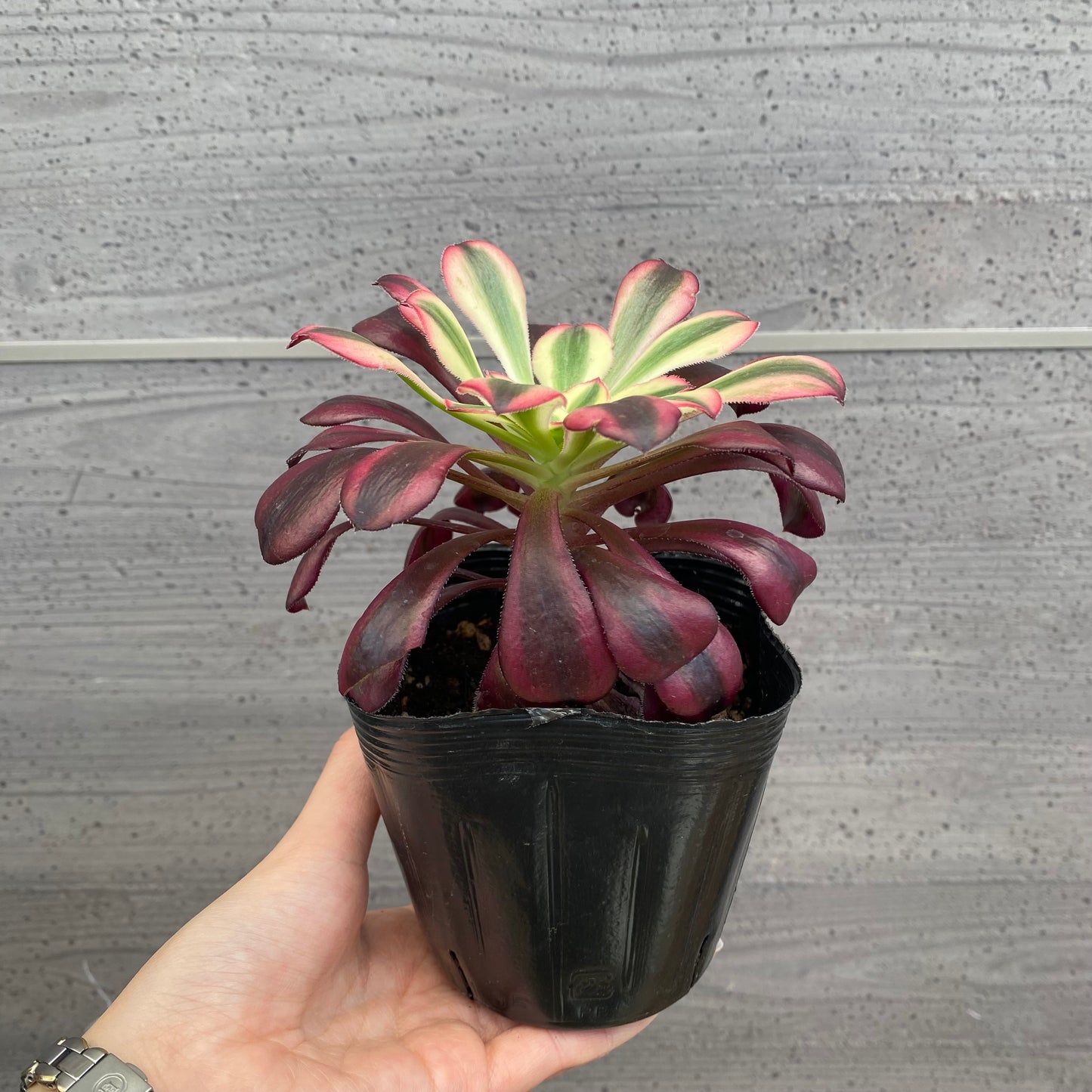 No.08008　アエオニウム　シャネル　3.5号苗ポット