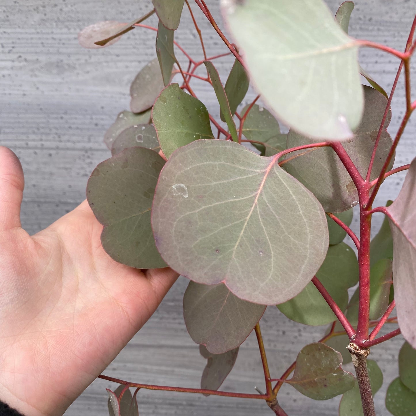 No.12036　ユーカリ　ポポラス　グレープラ鉢