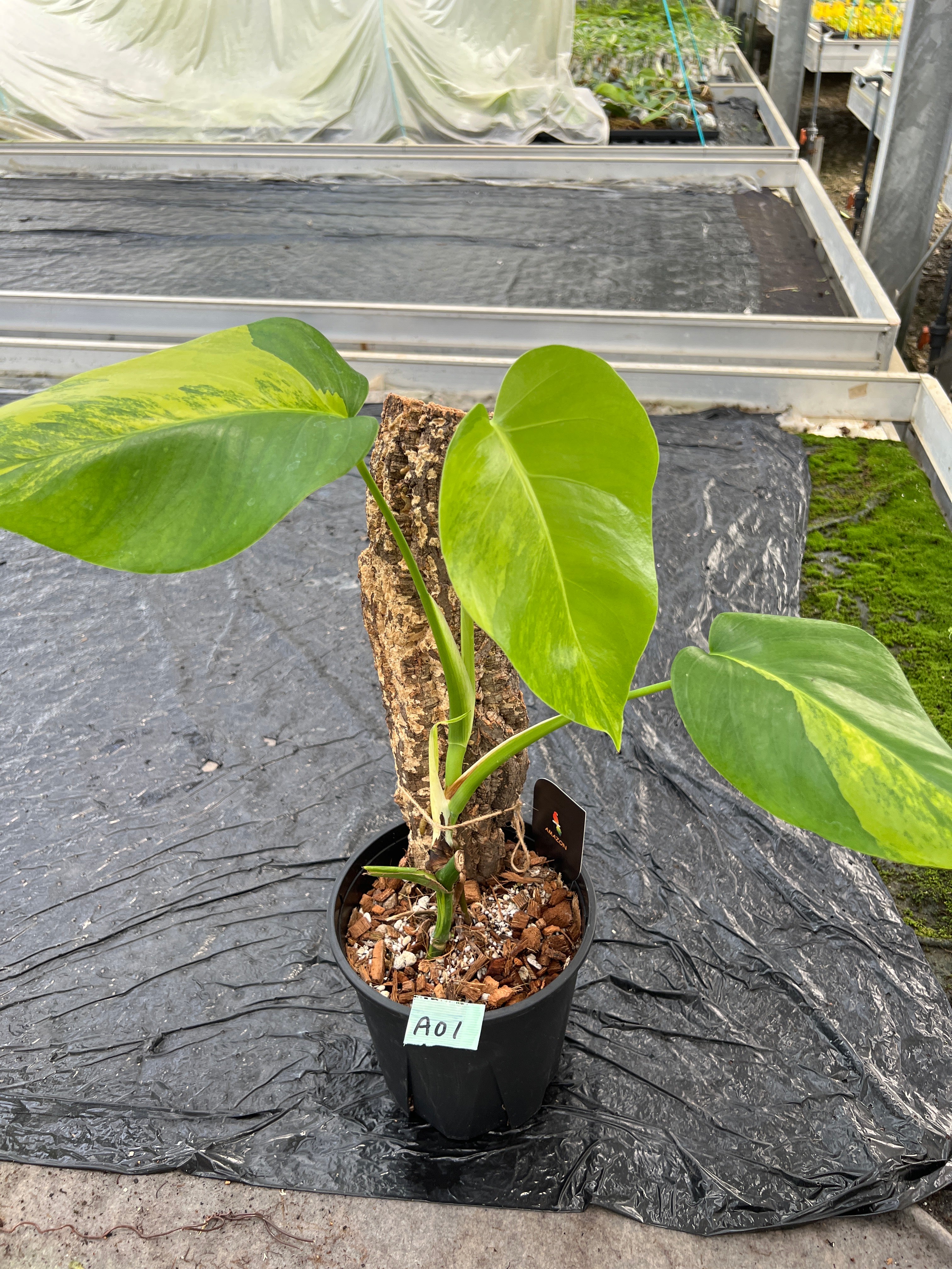 商品 – 植物家族