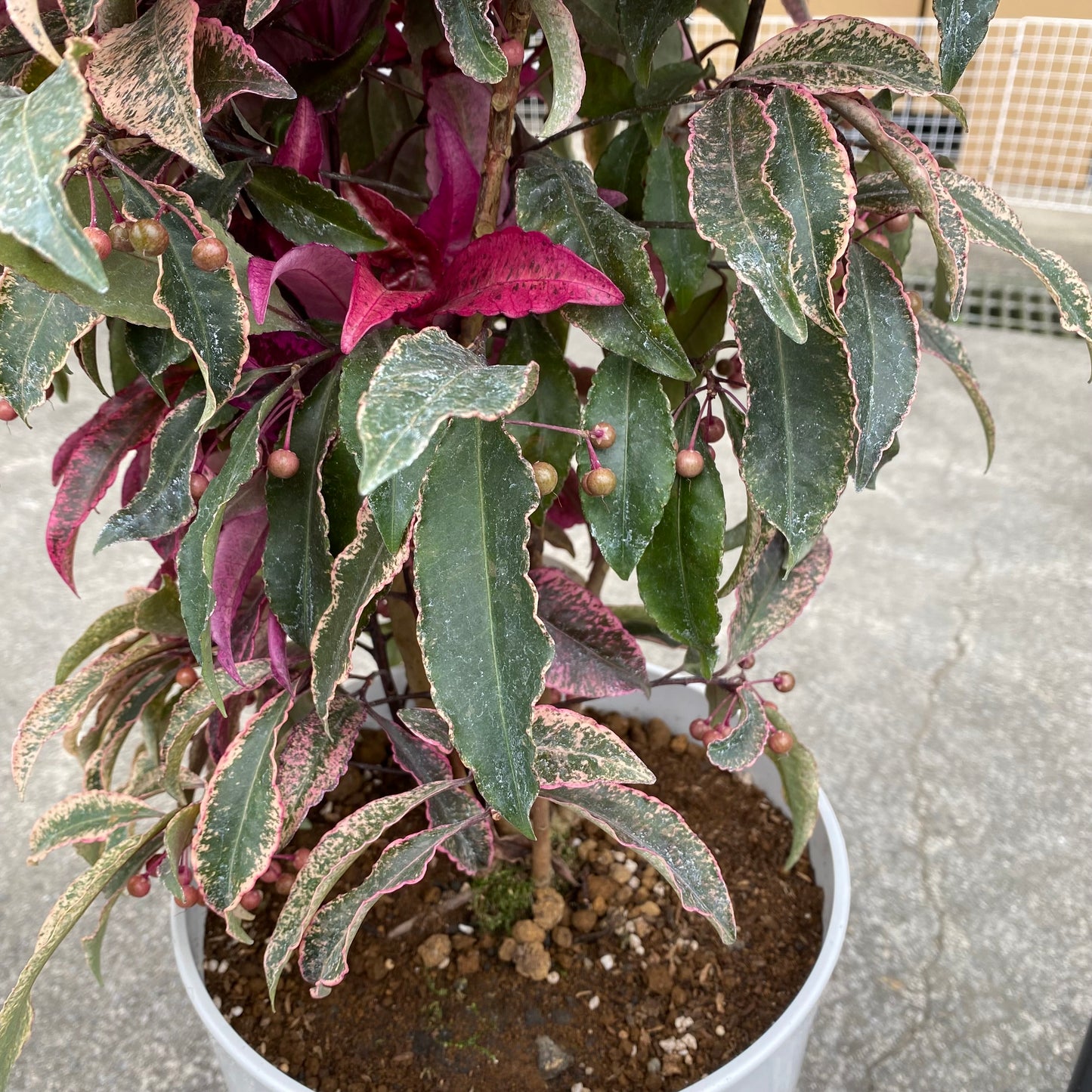 万両　紅孔雀　8号鉢