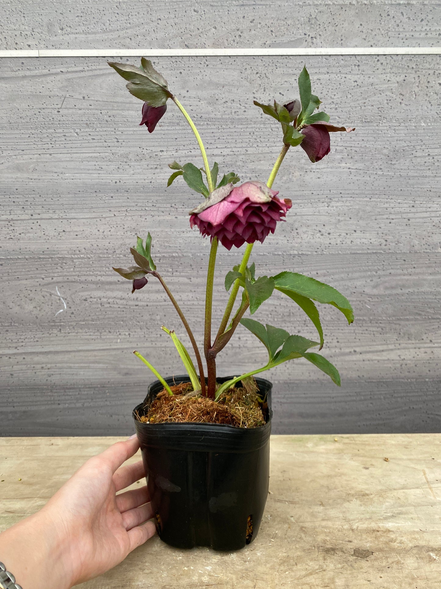 No.05106　横山園芸★クリスマスローズ　プリマドレス　5号苗ポット