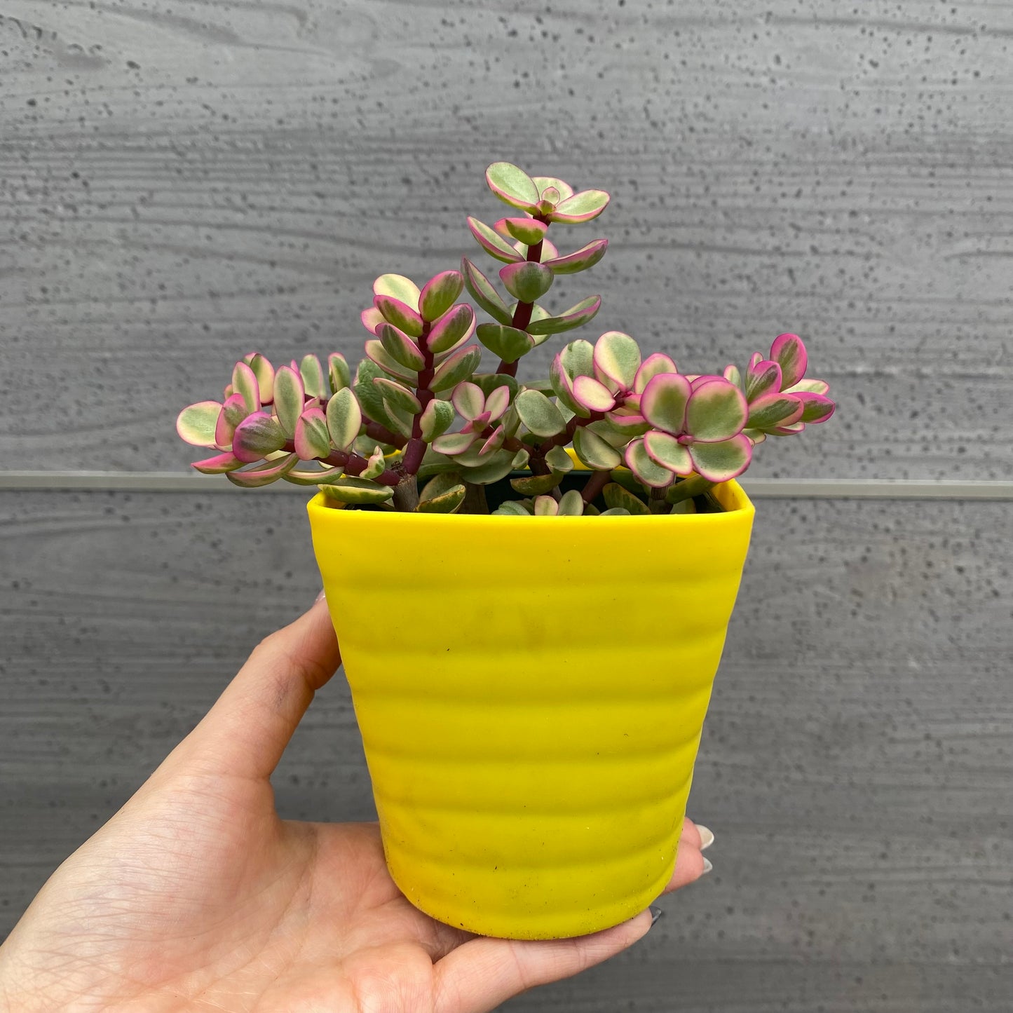 No.08003　多肉植物　5点セット