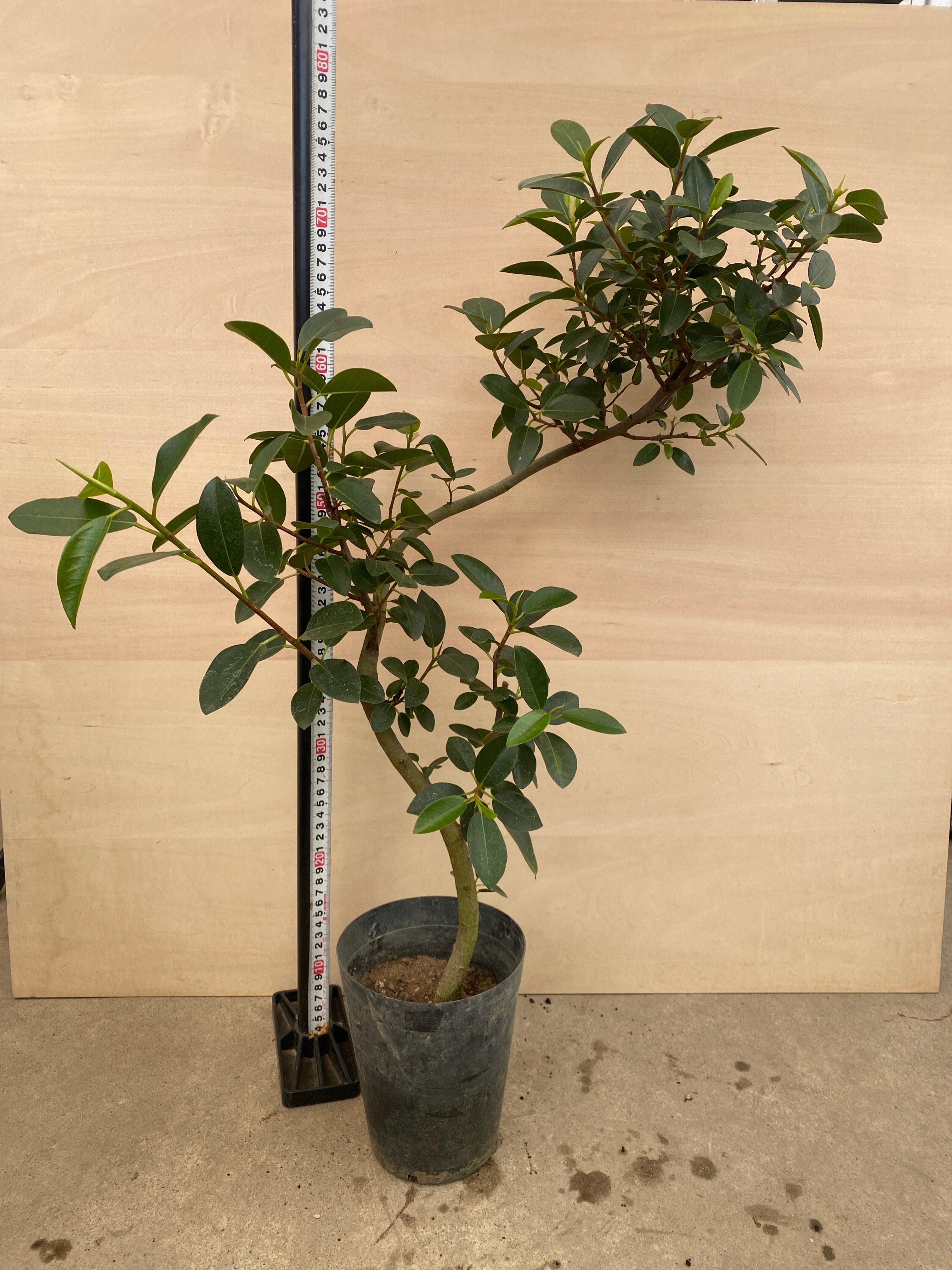 M007 フィカス ルビギノーサ(フランスゴムの木) 5.5号鉢 – 植物家族