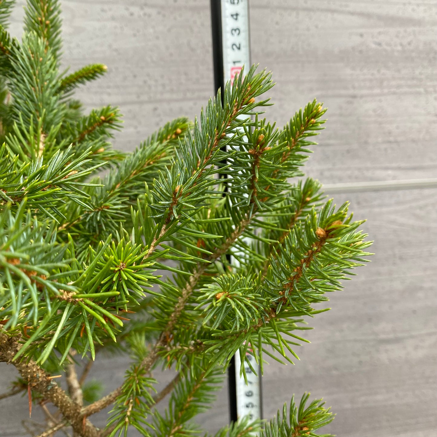 市場仕入れ即売会　No.25090　ピセア　8号鉢