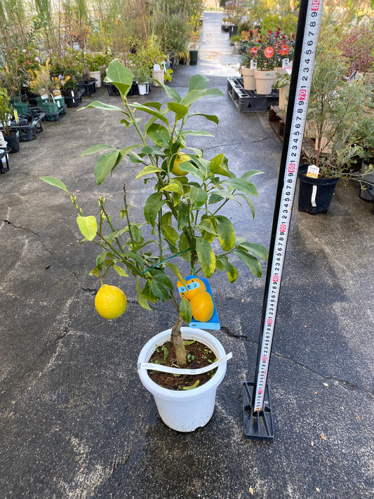 農場創業祭 No.26019 レモン 6号鉢