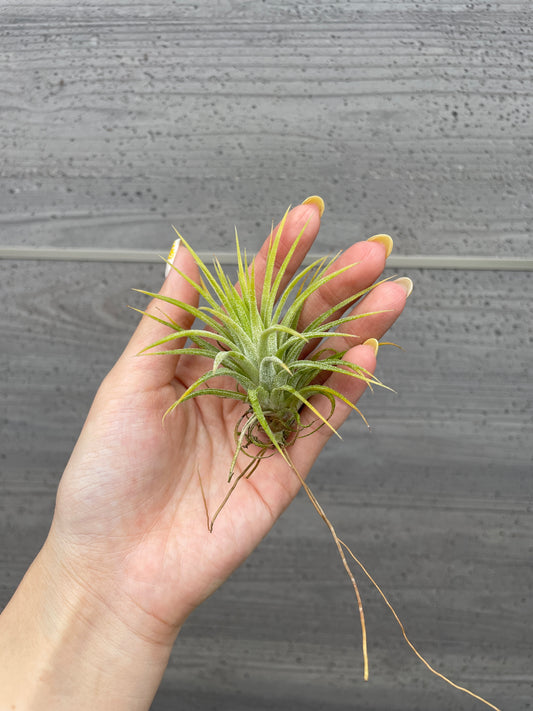 M55　ティランジア　イオナンタ黄色　4個セット