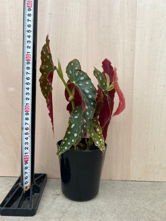 No.31020 木立性ベゴニア マクラータ 4号鉢